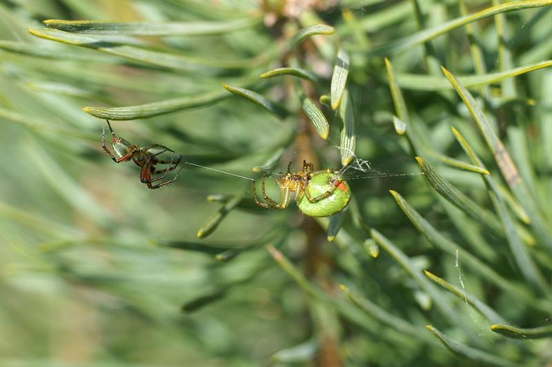 Araniella_cucurbitina_D2982_Z_88_NP De Hoge Veluwe_Nederland.jpg